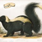 9577.Decoration Poster.Room Wall art.Home decor.Common Skunk.Science.Nature art