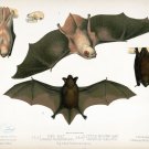 9590.Decoration Poster.Room Wall art.Home decor.Red Bat.Science.Nature artwork