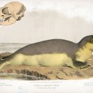 9576.Decoration Poster.Room Wall art.Home decor.Harbor Seal.Science.Nature art