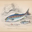 8649.Decoration Poster.Home Room wall art design.Fishing. fish illustration