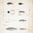 9559.Decoration Poster.Room Wall art.Home decor.Fishing.Fish book illustration