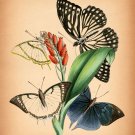 8497.Decoration Poster.Home Room wall interior art design.Antique Butterfly art