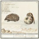 12226.Decoration POSTER.Room interior wall art.Science illustration. Hedgehog