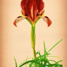 8472.Decoration Poster.Home Room wall interior vintage art design.Garden Flower