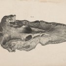 9535.Decoration Poster.Room Wall art.Home decor.Fossil illustration.Science