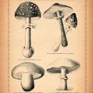 8485.Decoration Poster.Home Room wall interior art design.Mushroom illustration