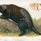 9589.Decoration Poster.Room Wall art.Home decor.Porcupine.Science.Nature artwork