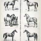 9525.Decoration Poster.Room Wall art.Home decor.American Horse breeds.Equine