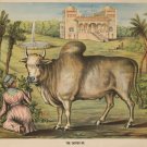 9676.Decoration Poster.Room Wall art.Home interior decor.The Sacred Ox.Nature