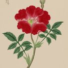 7810.Decoration Poster.Home Room wall interior art design.Japanese flower decor