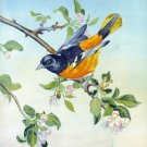9481.Decoration Poster.Room Wall art.Home decor.Nature.Baltimore Oriole bird 9481.Decoration Poster.Room Wall art.Home decor.Nature.Baltimore Oriole bird