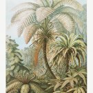 11996.Decoration Poster.Home interior design.Room wall decor.Nature art.Ferns