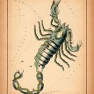 8480.Decoration Poster.Home Room wall interior art design.Scorpio.Horoscope art
