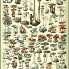 8331.Decoration Poster.Home Room wall design art print.Mushroom Science decor