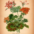 8479.Decoration Poster.Home Room wall interior art design.Flowers Geranium