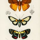 12211.Decoration POSTER.Room interior wall art.Nature illustration.Butterflies