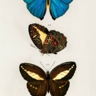 12212.Decoration POSTER.Room interior wall art.Nature illustration.Butterflies