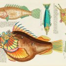 12205.Decoration POSTER.Room interior wall decor.Nature illustration.Fish art 12205.Decoration POSTER.Room interior wall decor.Nature illustration.Fish art