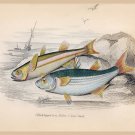 8635.Decoration Poster.Home Room wall art design.Fishing.Mullet Sand Smelt Fish