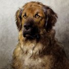 12246.Decoration POSTER.Room interior wall art decor.Otto Eerelman dog portrait
