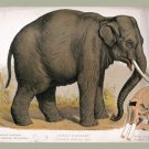 9573.Decoration Poster.Room Wall art.Home decor.Asian Elephant.Science plate