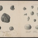 9533.Decoration Poster.Room Wall art.Home decor.Fossil.Book illustration.Science