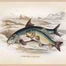 8642.Decoration Poster.Home Room wall art design.Fishing.Carp The Barbel fish