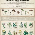 12248.Decoration POSTER.Room interior wall art decor.Poison Veggies and Mushroom