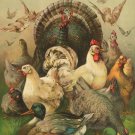 9673.Decoration Poster.Room Wall art.Home interior decor.Farm chicken and turkey