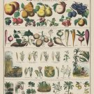 9689.Decoration Poster.Room Wall art.Home decor.School family chart.Plant.Veggie 9689.Decoration Poster.Room Wall art.Home decor.School family chart.Plant.Veggie