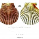 3276.Illustration from book of shells french POSTER.Home Room Office art decor
