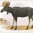 9588.Decoration Poster.Room Wall art.Home decor.Moose Elk.Science.Nature artwork
