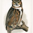 9596.Decoration Poster.Room Wall art.Home decor.Horn Owl.Science.Nature artwork 9596.Decoration Poster.Room Wall art.Home decor.Horn Owl.Science.Nature artwork