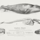 12235.Decoration POSTER.Room interior wall art.Science illustration.Giant Whale