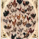 7514.Decoration Poster.Home Room design.Poultry breeds.Chicken of World.School