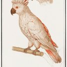 12229.Decoration POSTER.Room interior wall art.Science illustration.White Parrot