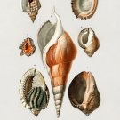 12213.Decoration POSTER.Room interior wall art.Nature illustration.Sea shells