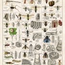 Decoration Poster.Home room art.Interior design.Insects bee wasp ant chart.7313 Decoration Poster.Home room art.Interior design.Insects bee wasp ant chart.7313