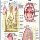 Dental Anatomy by Inc. BarCharts (2016)