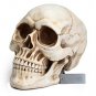 Readaeer Life Size Replica Realistic Human Skull Head Bone Model