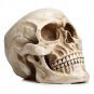 Readaeer Life Size Replica Realistic Human Skull Head Bone Model