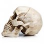 Readaeer Life Size Replica Realistic Human Skull Head Bone Model
