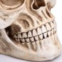 Readaeer Life Size Replica Realistic Human Skull Head Bone Model
