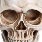 Readaeer Life Size Replica Realistic Human Skull Head Bone Model