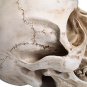 Readaeer Life Size Replica Realistic Human Skull Head Bone Model