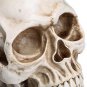 Readaeer Life Size Replica Realistic Human Skull Head Bone Model