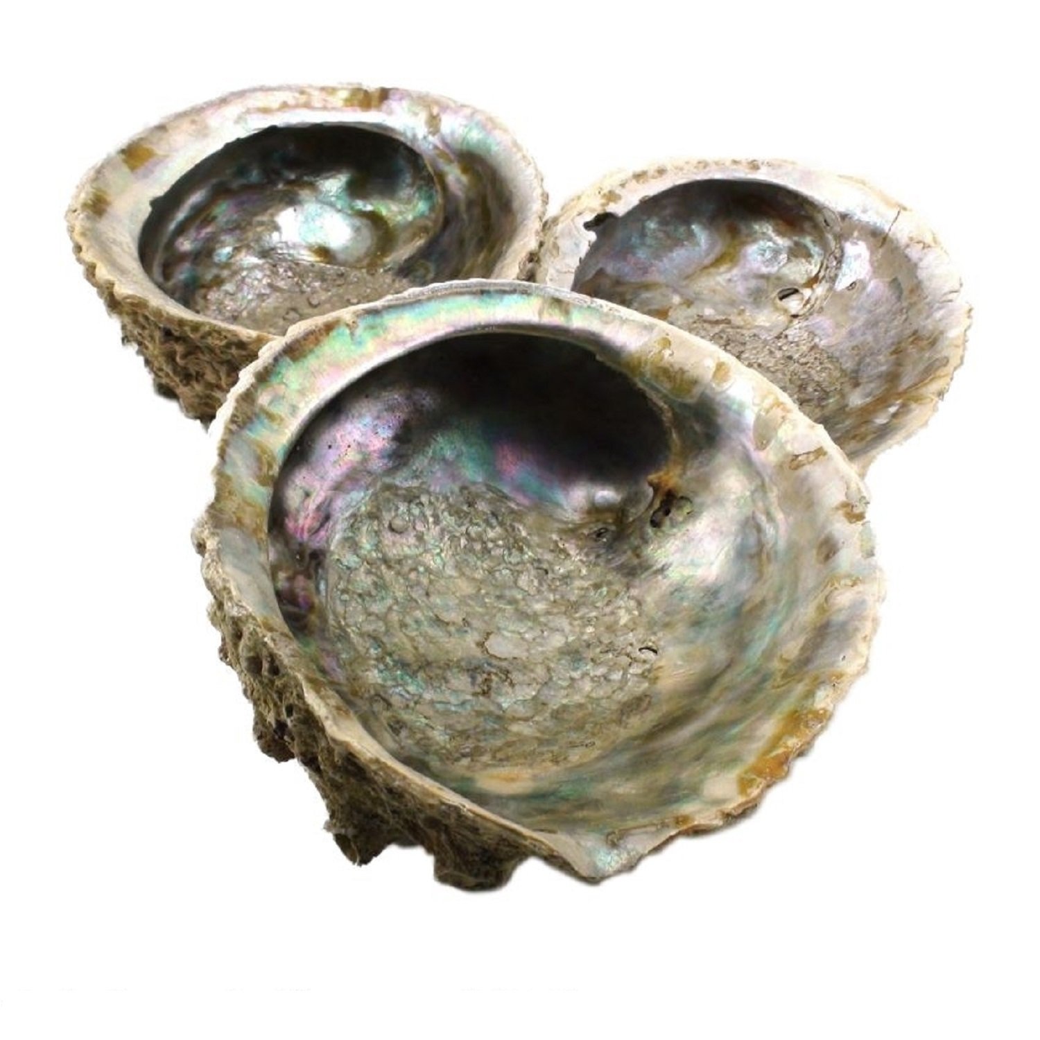 Abalone Shell