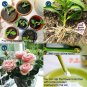 10pcs Bonsai Quick Rooting Powder Bonsai Rapid Growth Root Regulators Hormone