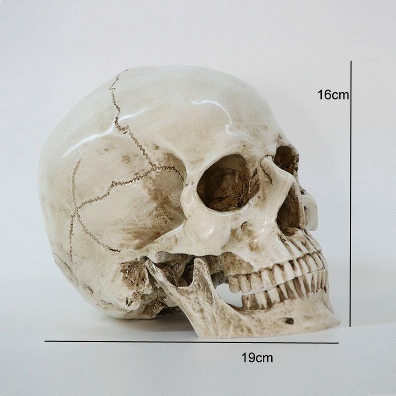 Skull Statues Sculptures Cranium Death's-Head 1:1 Model Scary Decor Skull Statue