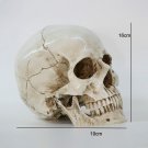 Skull Statues Sculptures Cranium Death's-Head 1:1 Model Scary Decor Skull Statue